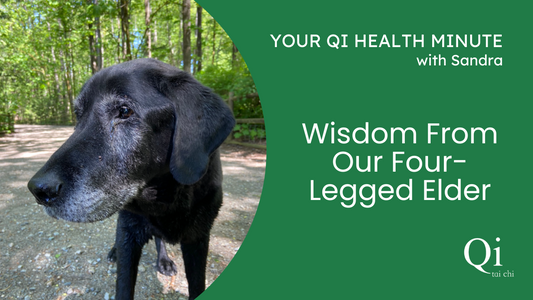 Wisdom From Our Four-Legged Elder