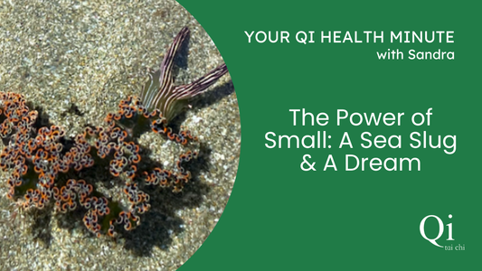 The Power of Small: A Sea Slug & A Dream